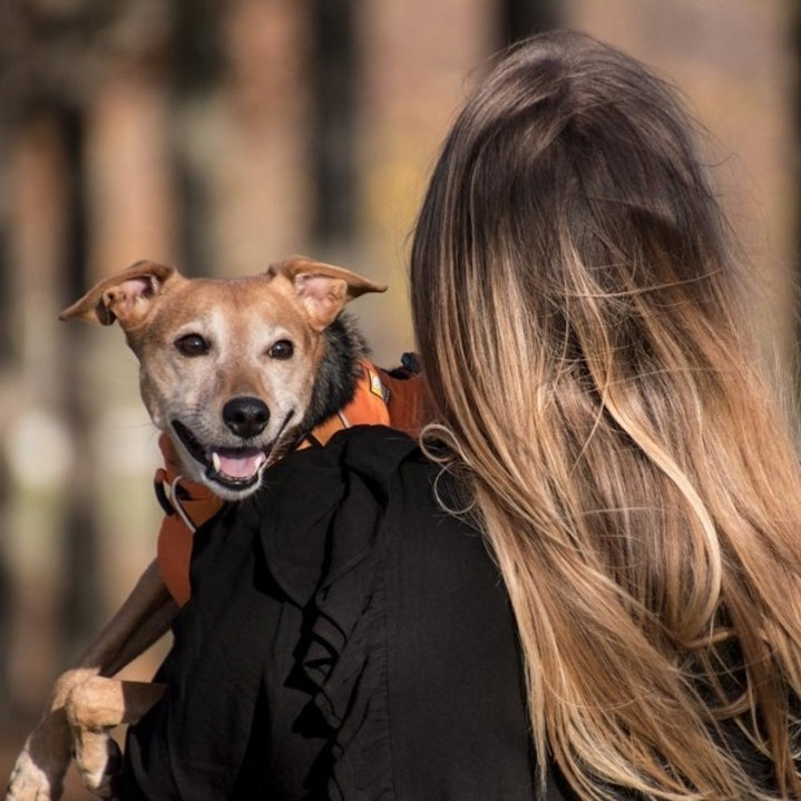 Serviços de autoatendimento para pets facilitam a vida dos tutores.